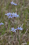 Nash's blue-eyed grass